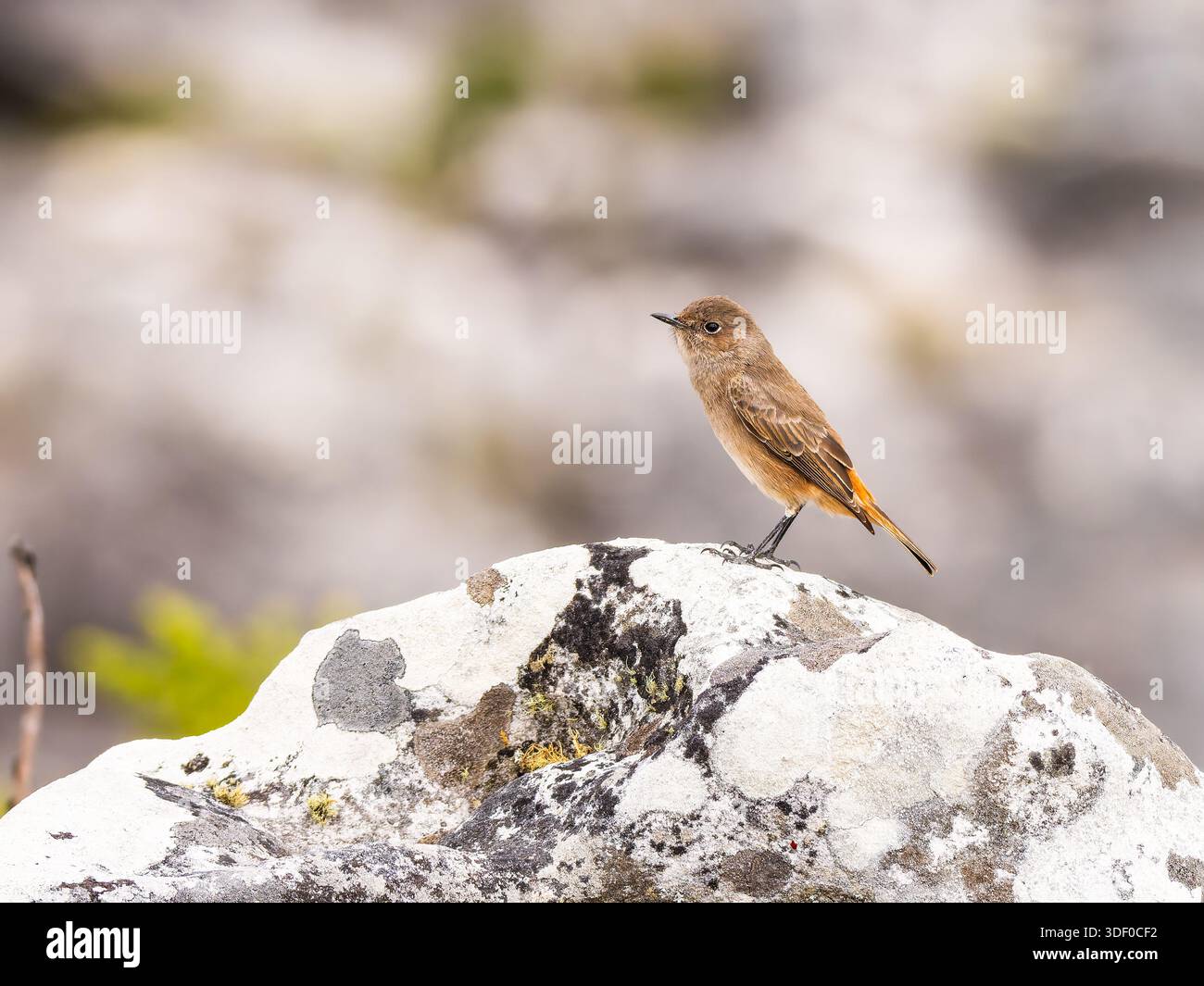 Una chiacchierata familiare, Oenanthe familiaris, arroccato su una roccia. Foto Stock