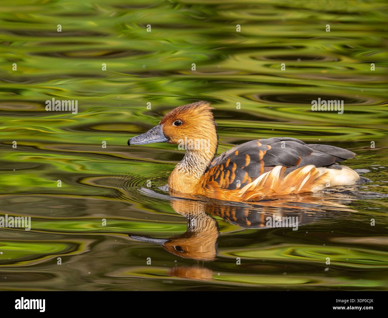 Un'anatra che nuota fulvamente fischiante o fulvante anatra, Dendrocygna bicolor con riflessi verdi sull'acqua. Foto Stock