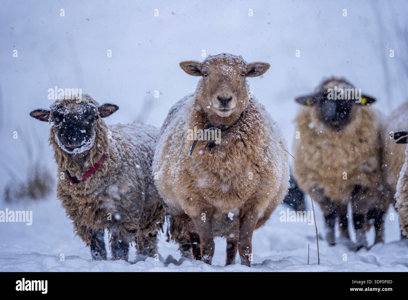 Clima invernale, fiocchi di neve, pecore su un pascolo innevato, ricerca di cibo, cappotti spessi, Elfringhauser Schweiz, vicino a Hattingen, Renania settentrionale-We Foto Stock