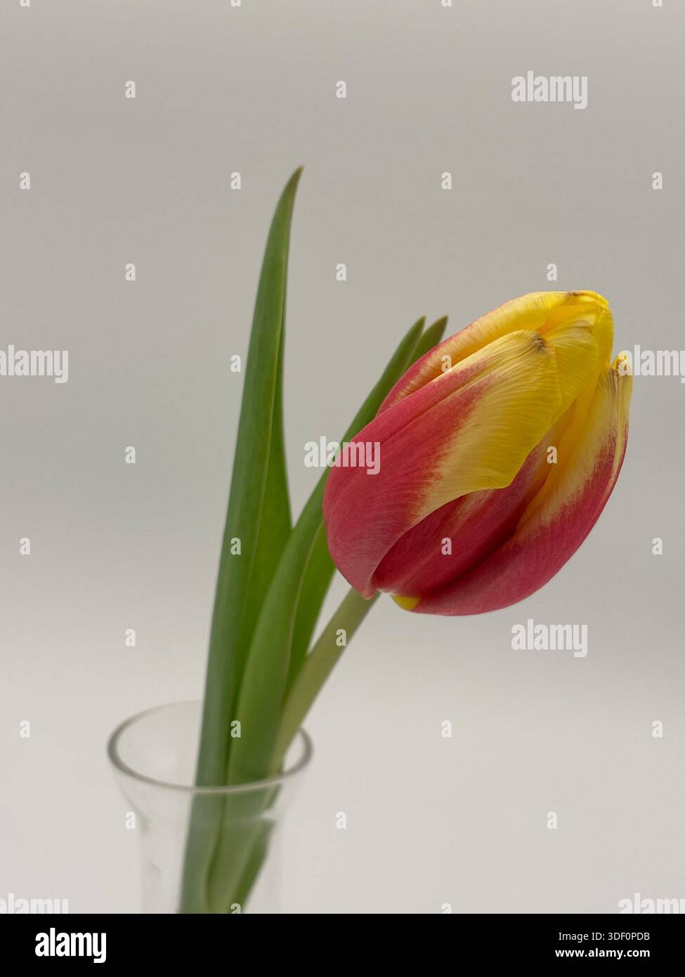 Tulipani scelti a mano Foto Stock