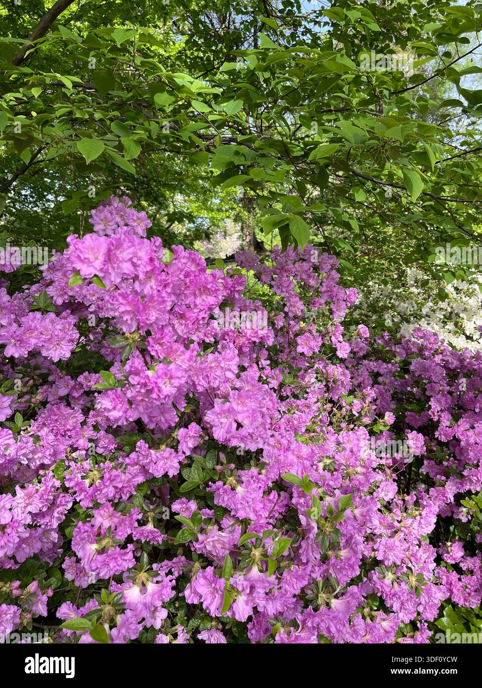 Central Park prende colore mentre alberi e fiori fioriscono sotto il sole primaverile. - Immagine stock catturata con smartphone