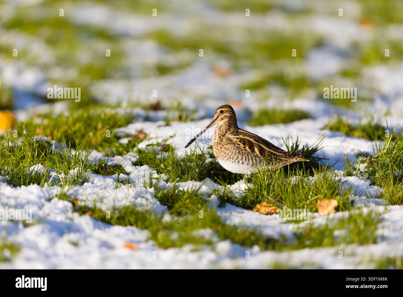 Cecchino comune Gallinago gallinago, adulto in piedi su un terreno innevato, Suffolk, Inghilterra, gennaio Foto Stock
