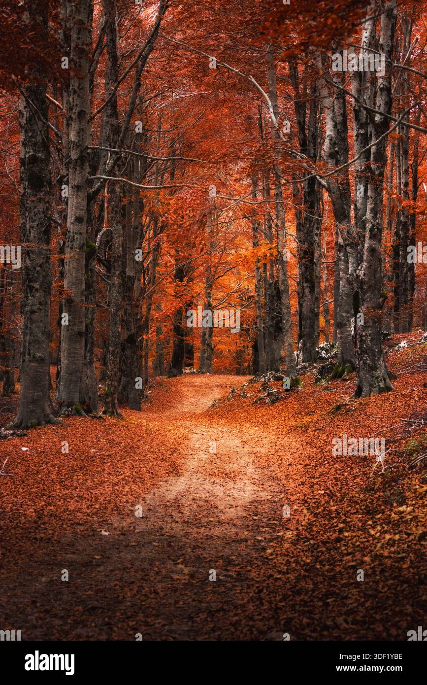 Veduta di un sentiero tortuoso abbellito di foglie d'autunno ardenti, incorniciato dalle sagome scure degli alberi sotto un baldacchino arancione, Subiaco, Lazio, Italia. Foto Stock