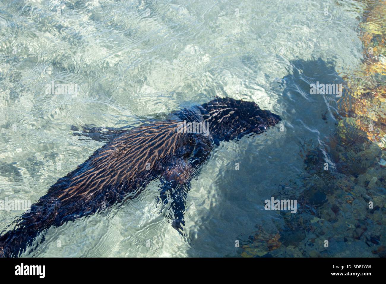 Un animale marino scuro che nuota in acque cristalline, mostrando il suo corpo elegante e i caratteristici motivi di pelliccia. La luce del sole crea riflessi scintillanti su t Foto Stock