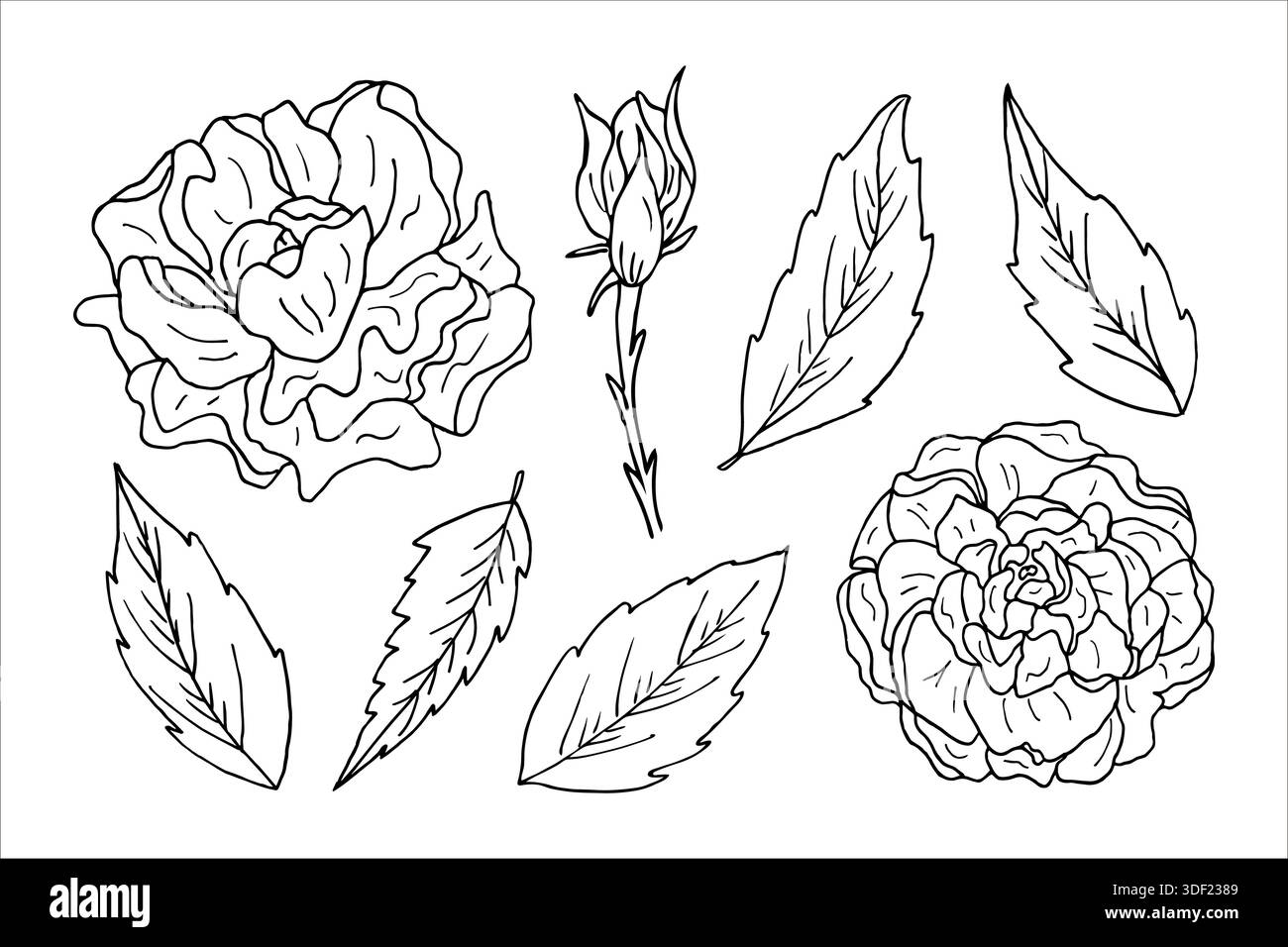 Un insieme di fiori di peonia, foglie e gemme sotto forma di contorni. Design monocromatico botanico per inviti di nozze, tatuaggi e pagine da colorare. Disegni in linea di piante in fiore Illustrazione Vettoriale