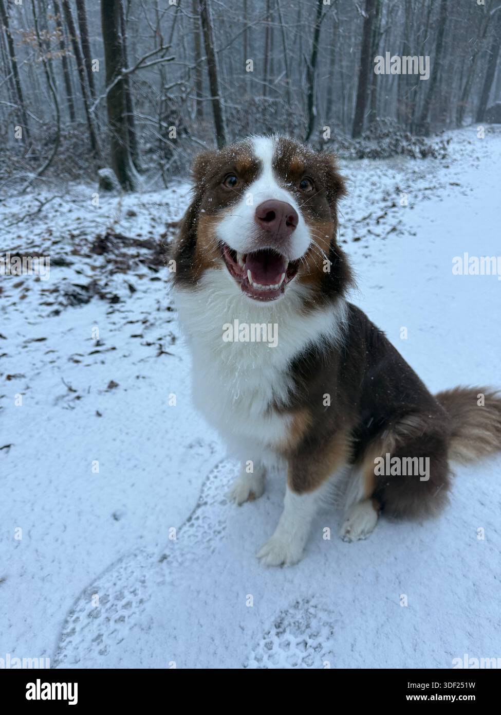 Pastore australiano Red Tri seduto nella neve, alberi sullo sfondo Foto Stock
