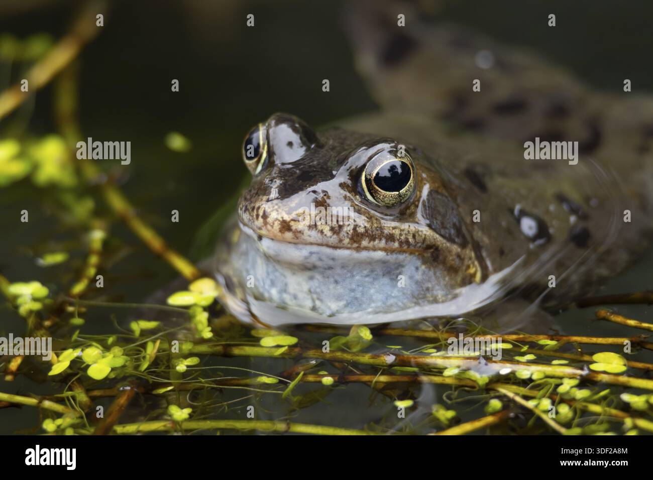 Rana comune (Rana temporaria) anfibia adulta che canta o chiama sulla superficie d'acqua di uno stagno da giardino in primavera, Inghilterra, Regno Unito Foto Stock