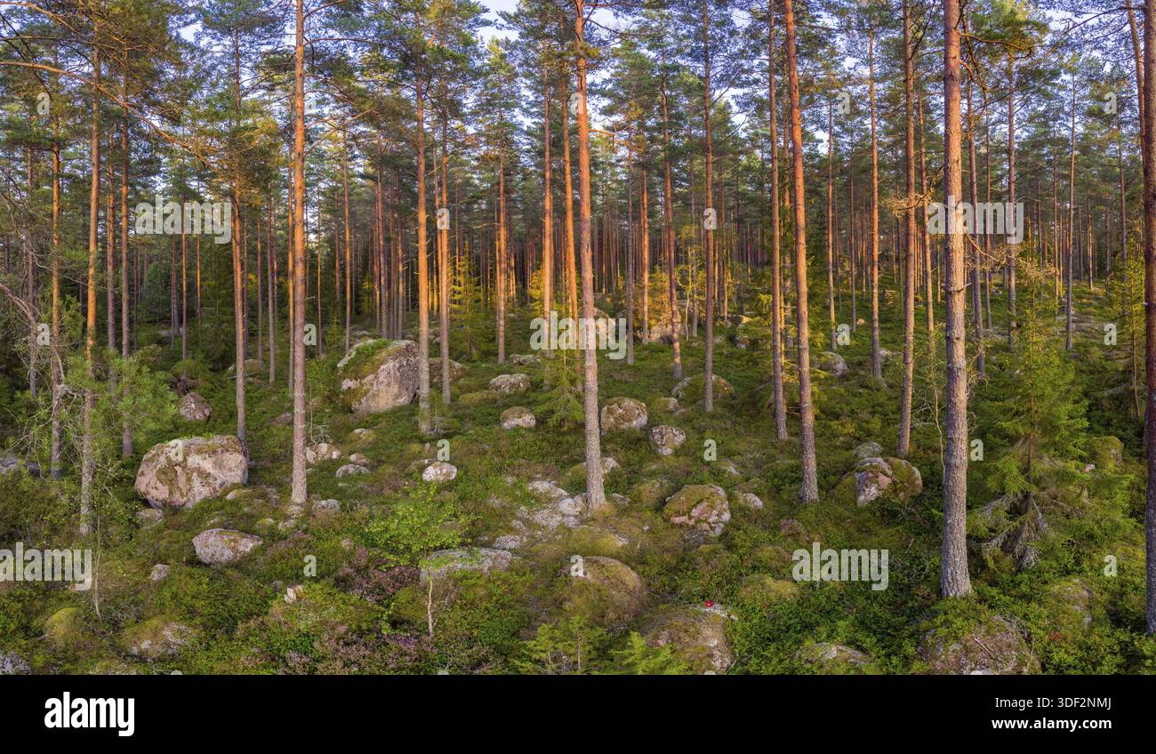 Foresta sempreverde con alcune rocce di grandi dimensioni Foto Stock