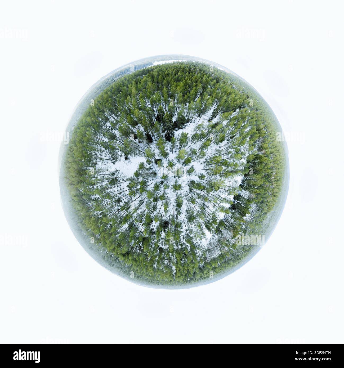 Foresta sempreverde in una sfera panorama paesaggio invernale Foto Stock