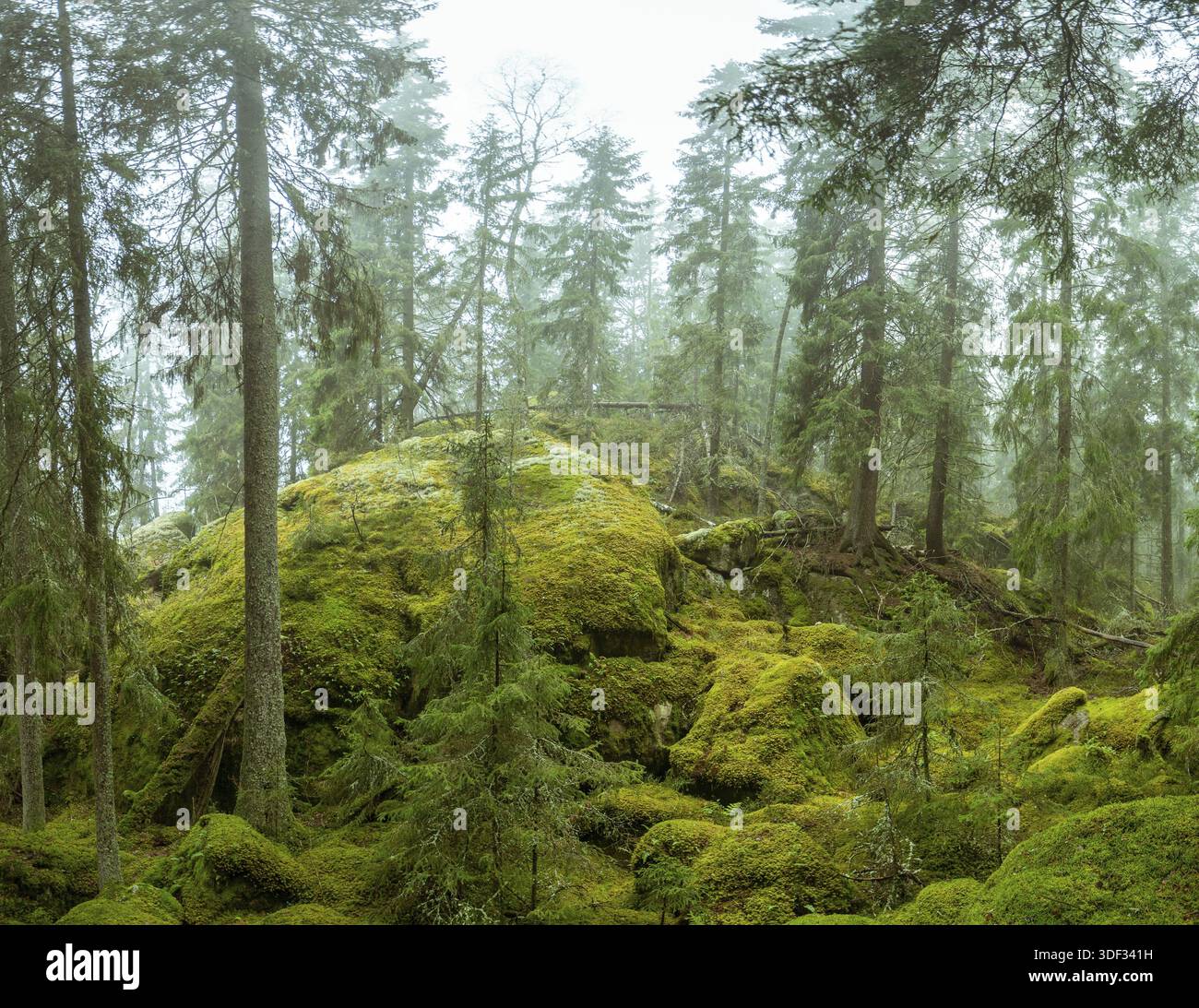 Ycke riserva naturale è una vecchia foresta di conifere in Svezia Foto Stock