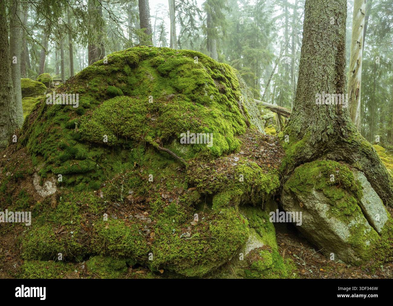 Ycke riserva naturale è una vecchia foresta di conifere in Svezia Foto Stock
