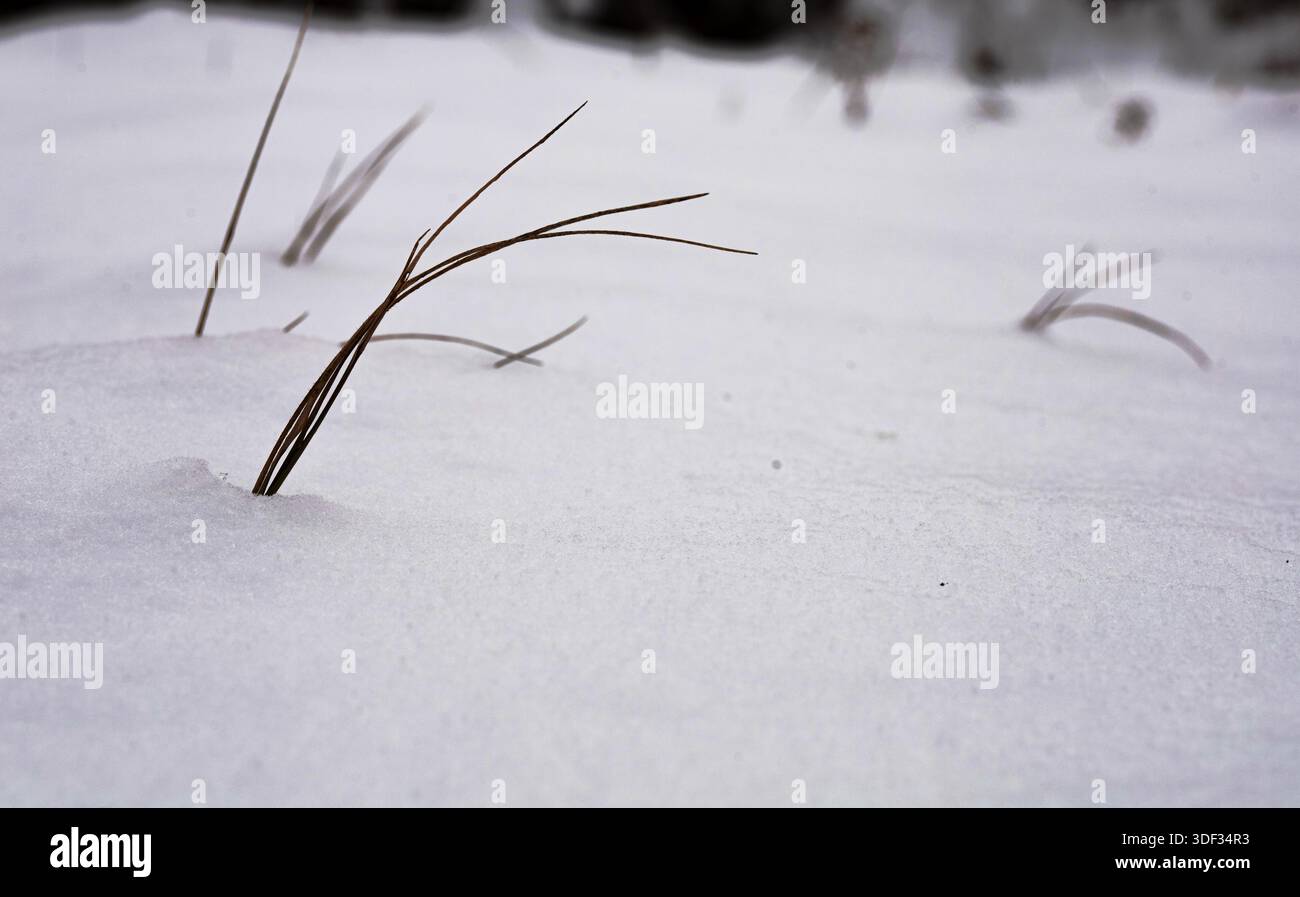 I rami secchi si infrangono nella neve, simboleggiando la sopravvivenza e la rinascita. Ha un significato simbolico e rappresenta il ciclo della natura. Foto Stock