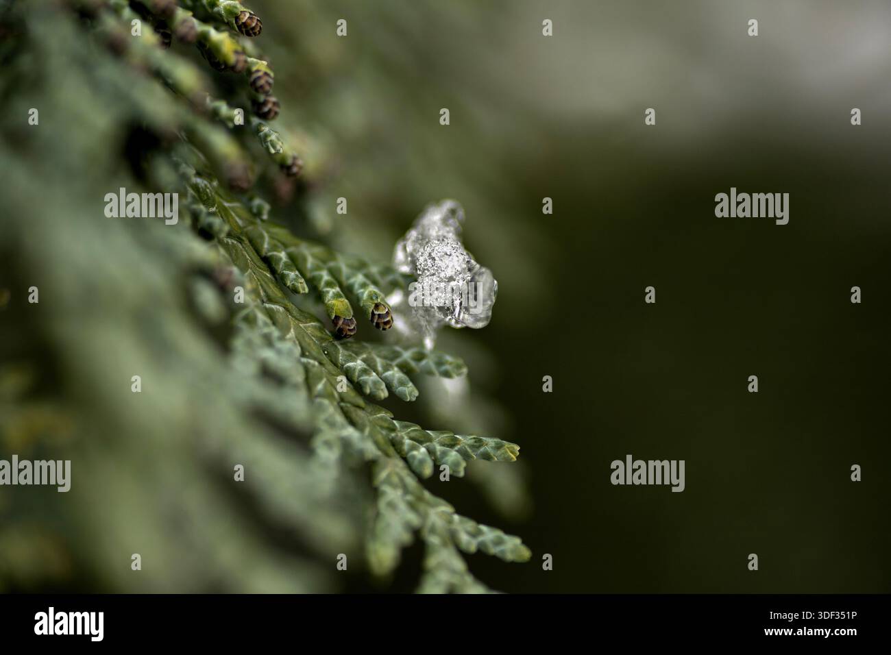 Cristallo di ghiaccio scintillante su Green Evergreen Branch Foto Stock