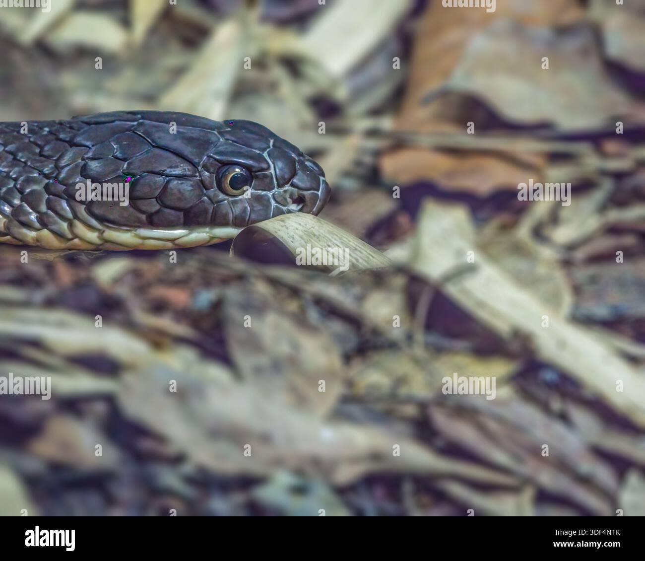 Un colpo alla testa di Black King Cobra Foto Stock