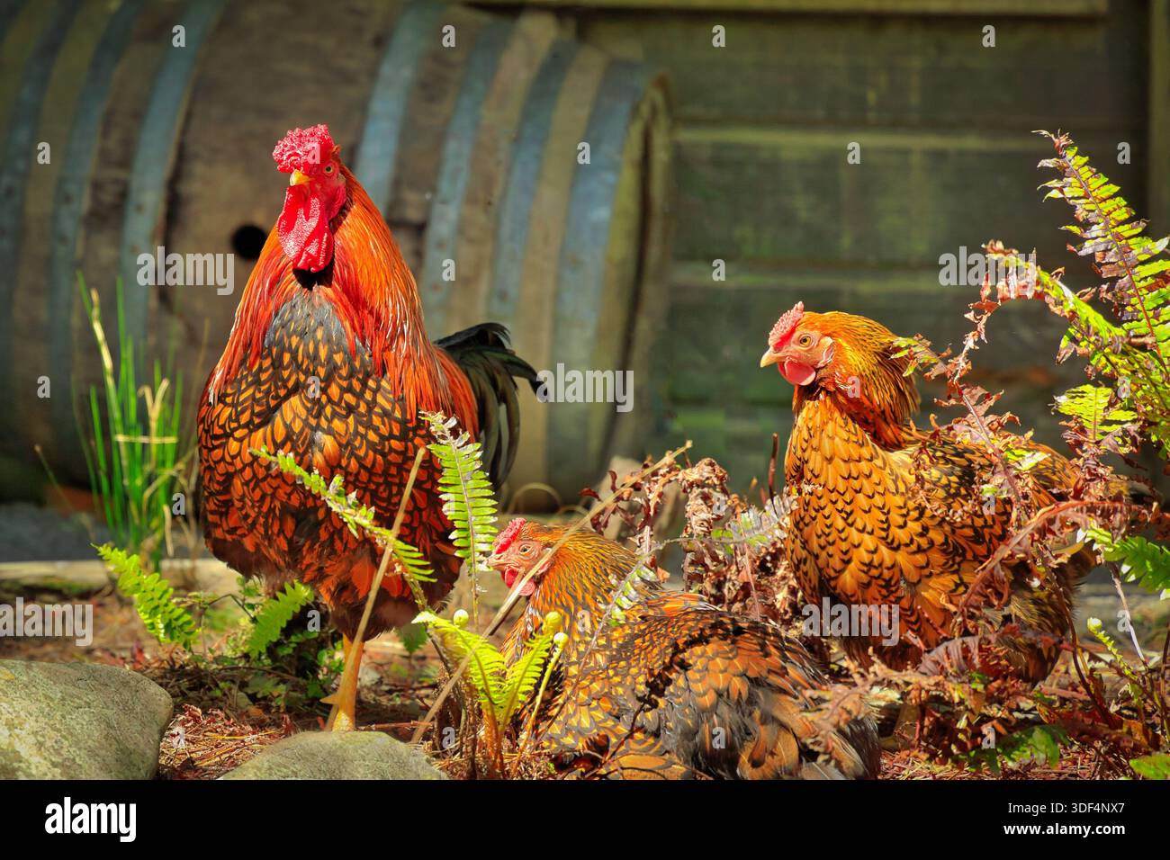 Un orgoglioso gallo rosso con le sue due galline marroni armadio per lui. Foto Stock