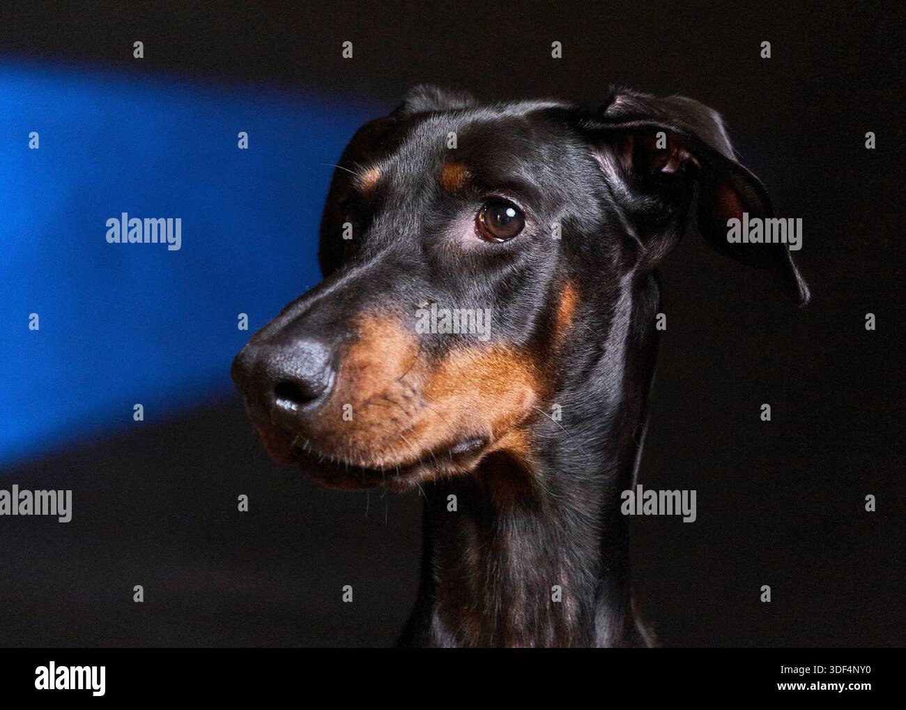Cane curioso che guarda un pianeta in un concetto immaginario surreale Foto Stock