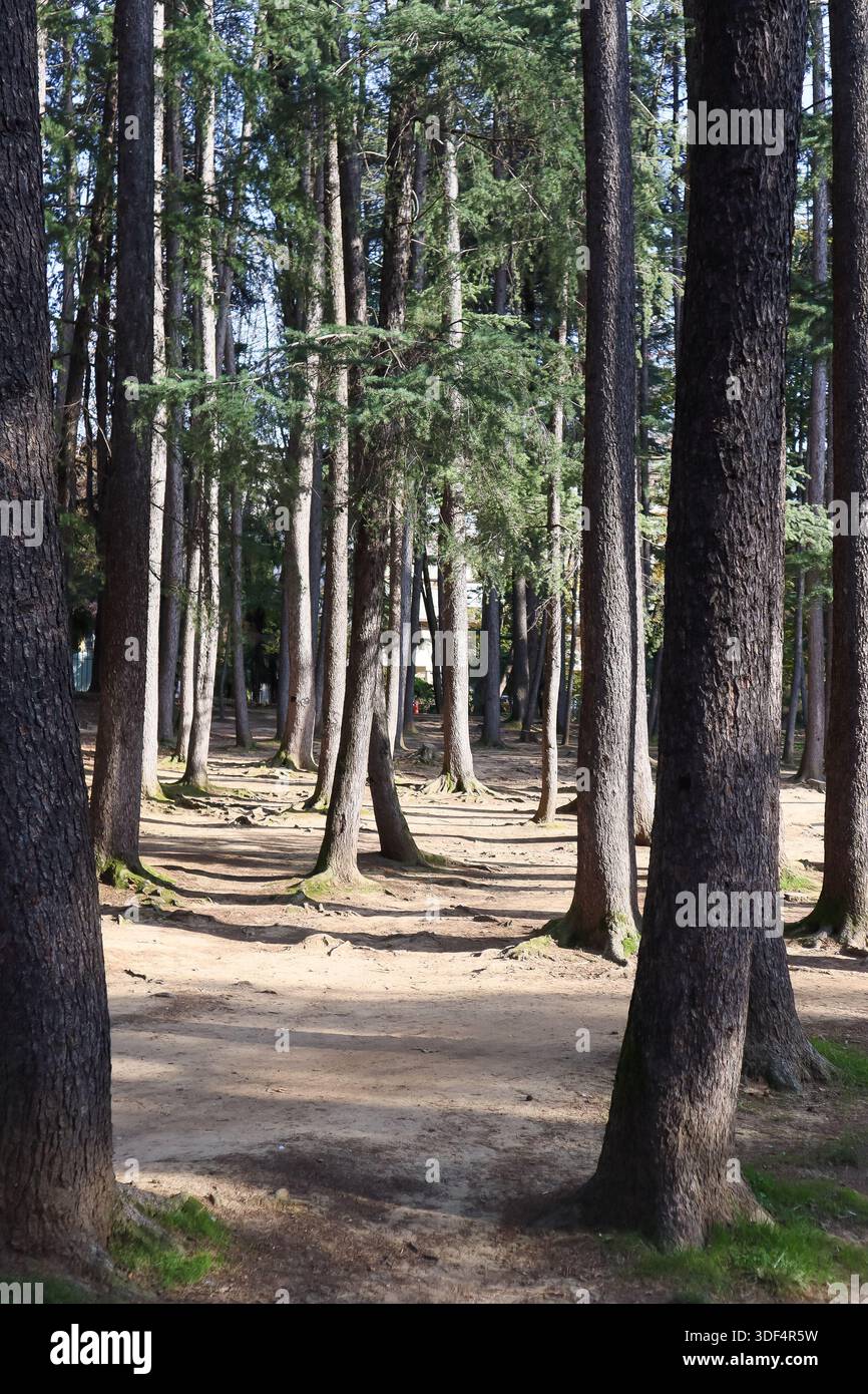 Scenario boschivo con alti pini e cedri che gettano ombre su un terreno sabbioso e muschiato della foresta sotto il cielo blu. Foto Stock