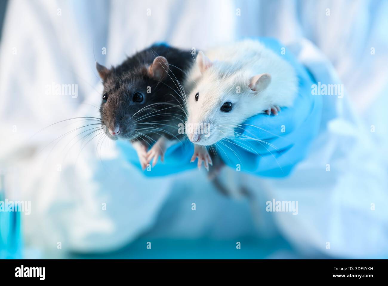 Scienziato che lavora con i topi in laboratorio, primo piano Foto Stock