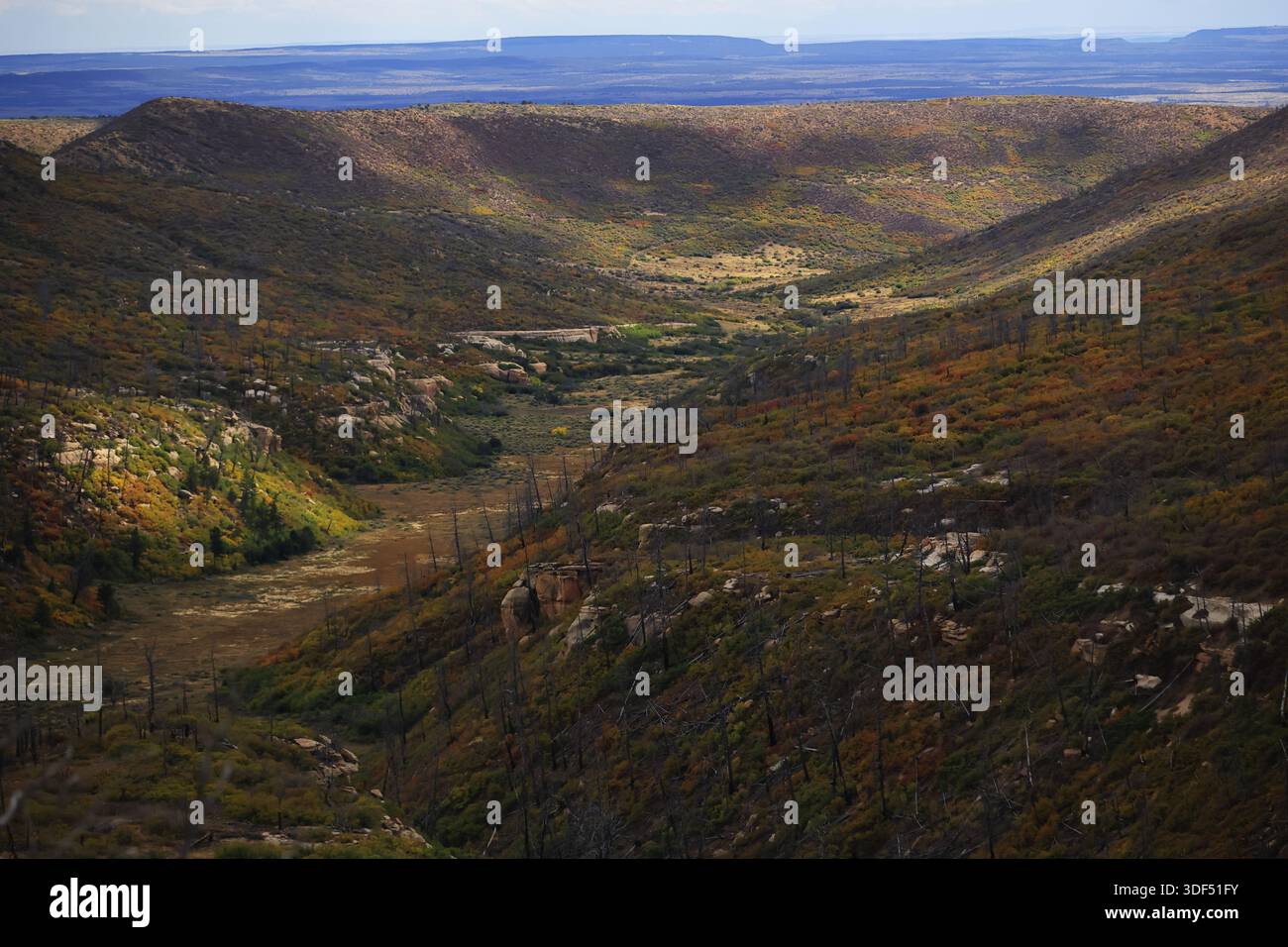 I pendii della valle e del canyon mostrano arbusti autunnali e alberi carbonizzati nel Mesa Verde National Park, Colorado, Stati Uniti, con mesa lontane all'orizzonte. Foto Stock