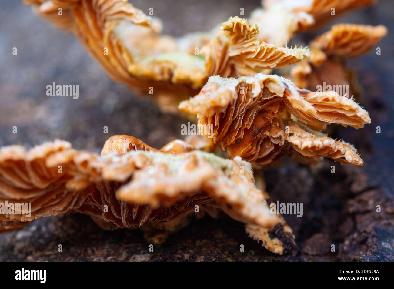 Uno scatto ravvicinato di funghi delicati, a strati e color abbronzatura che crescono su una superficie scura e ruvida. Foto Stock