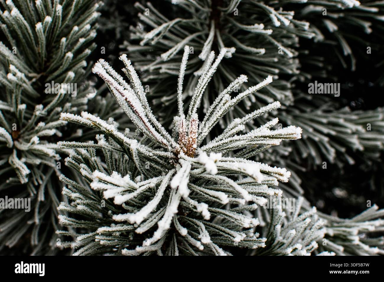 brina di rime sui rami Foto Stock