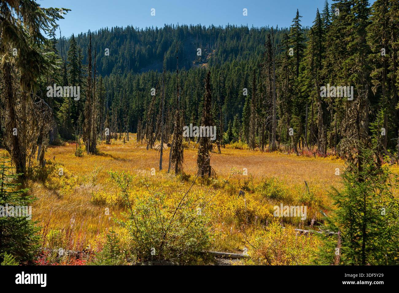 La palude del lago Hideaway, nel bacino idrografico del fiume Clackamas, in Oregon, all'inizio dell'autunno Foto Stock