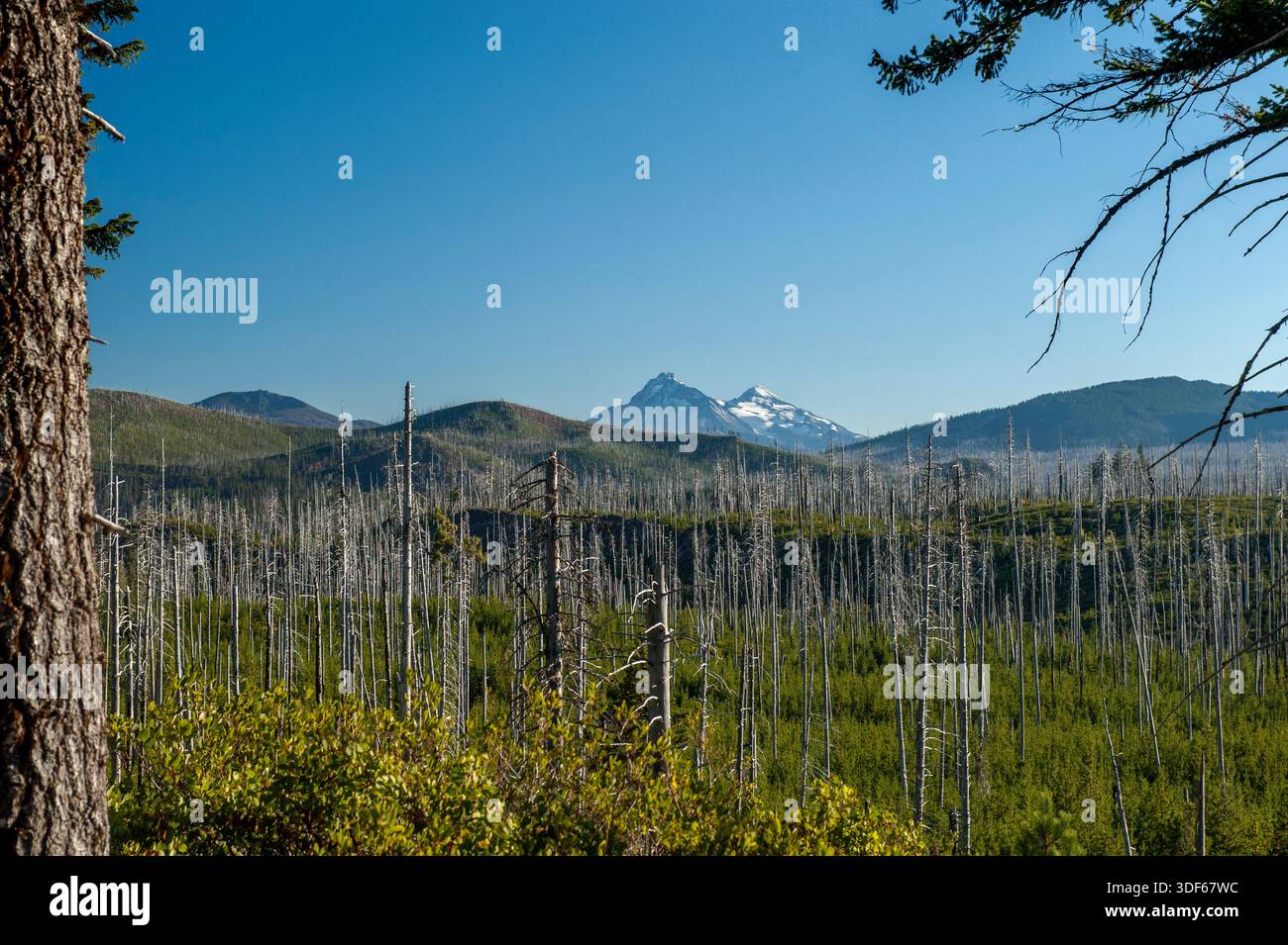 La vista di due delle tre Sorelle dell'Oregon dal Santiam Summit devastato dal fuoco tra Detroit e Sisters, Oregon Foto Stock