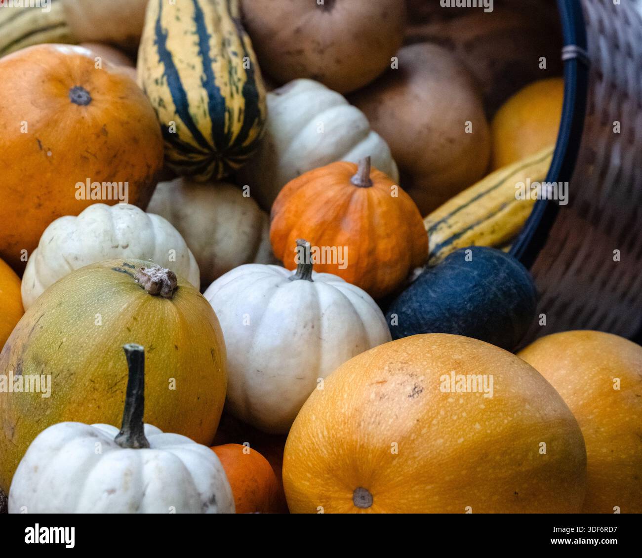 Colorate zucche e squash in una bancarella in un mercato agricolo Foto Stock