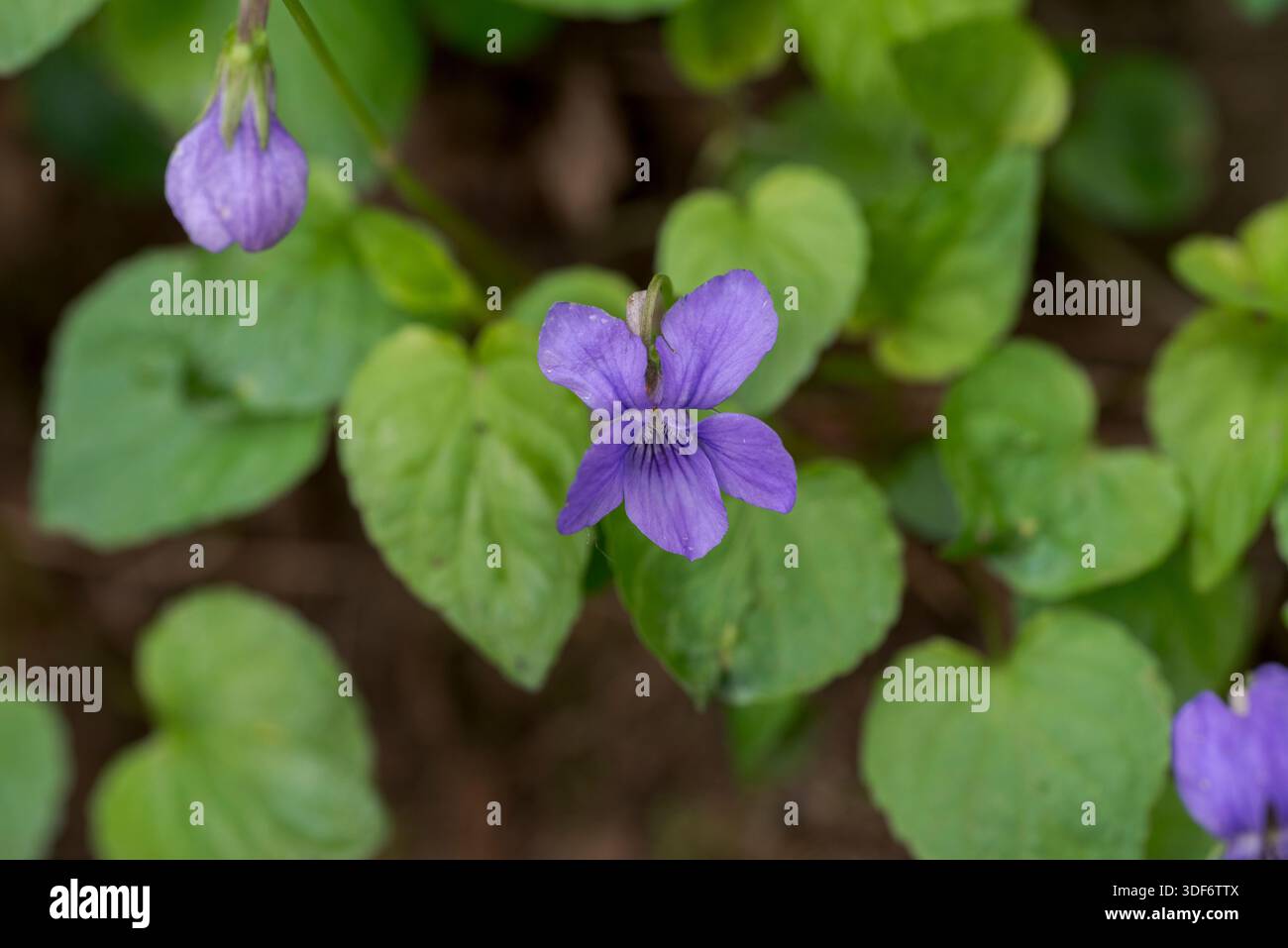Un primo piano di una Viola riviniana, o un cane-violetto comune, che mostra vivaci petali blu con venature delicate su uno sfondo verde, evidenziando la sua n Foto Stock