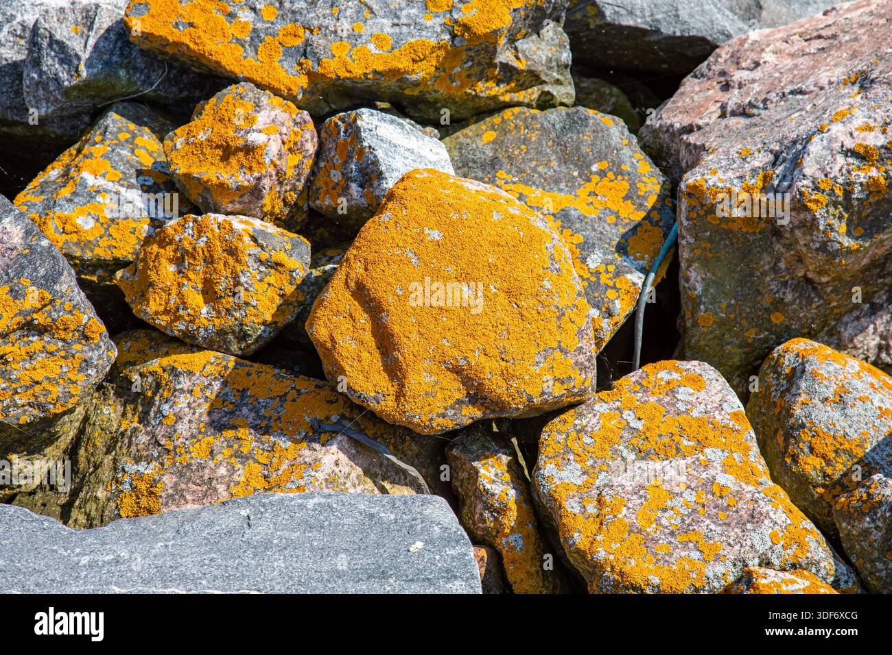 Lichene giallo-arancio Xanthoria parietina sulle rocce costiere dell'isola Liuskasaari, Helsinki, Finlandia Foto Stock