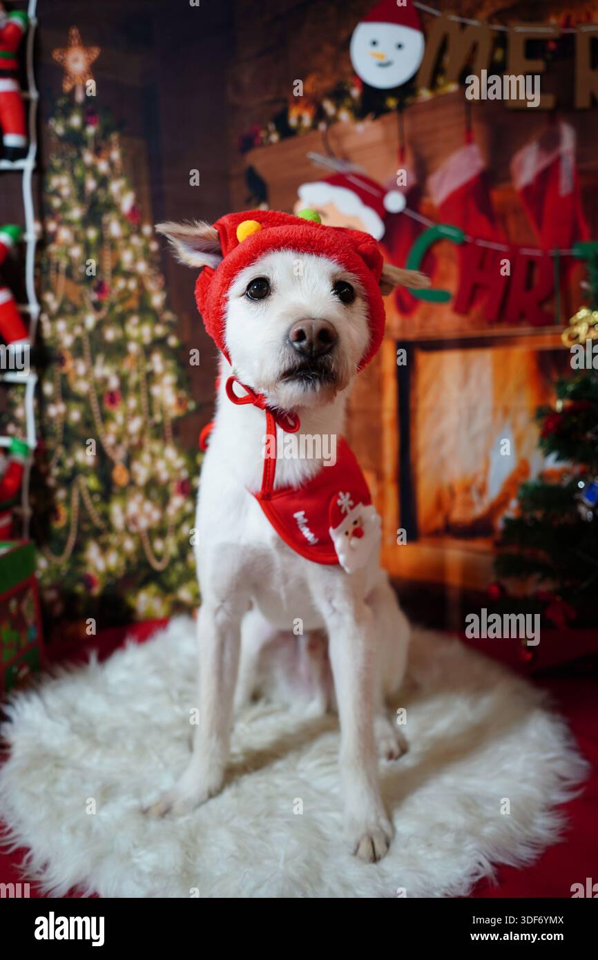 Adorabile cane bianco che posa per le foto delle vacanze natalizie nel monolocale delle feste Foto Stock