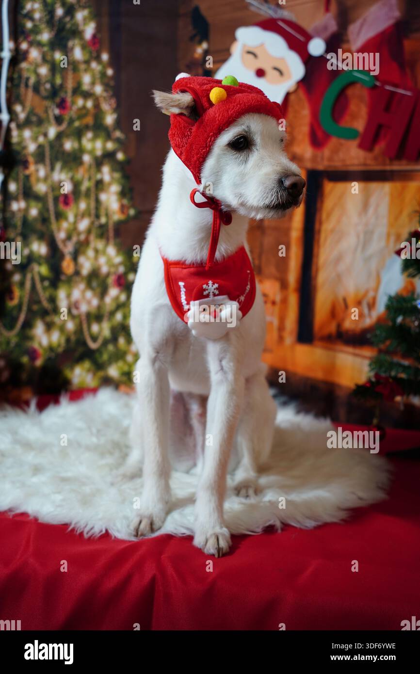Adorabile cane bianco che posa per le foto delle vacanze natalizie nel monolocale delle feste Foto Stock