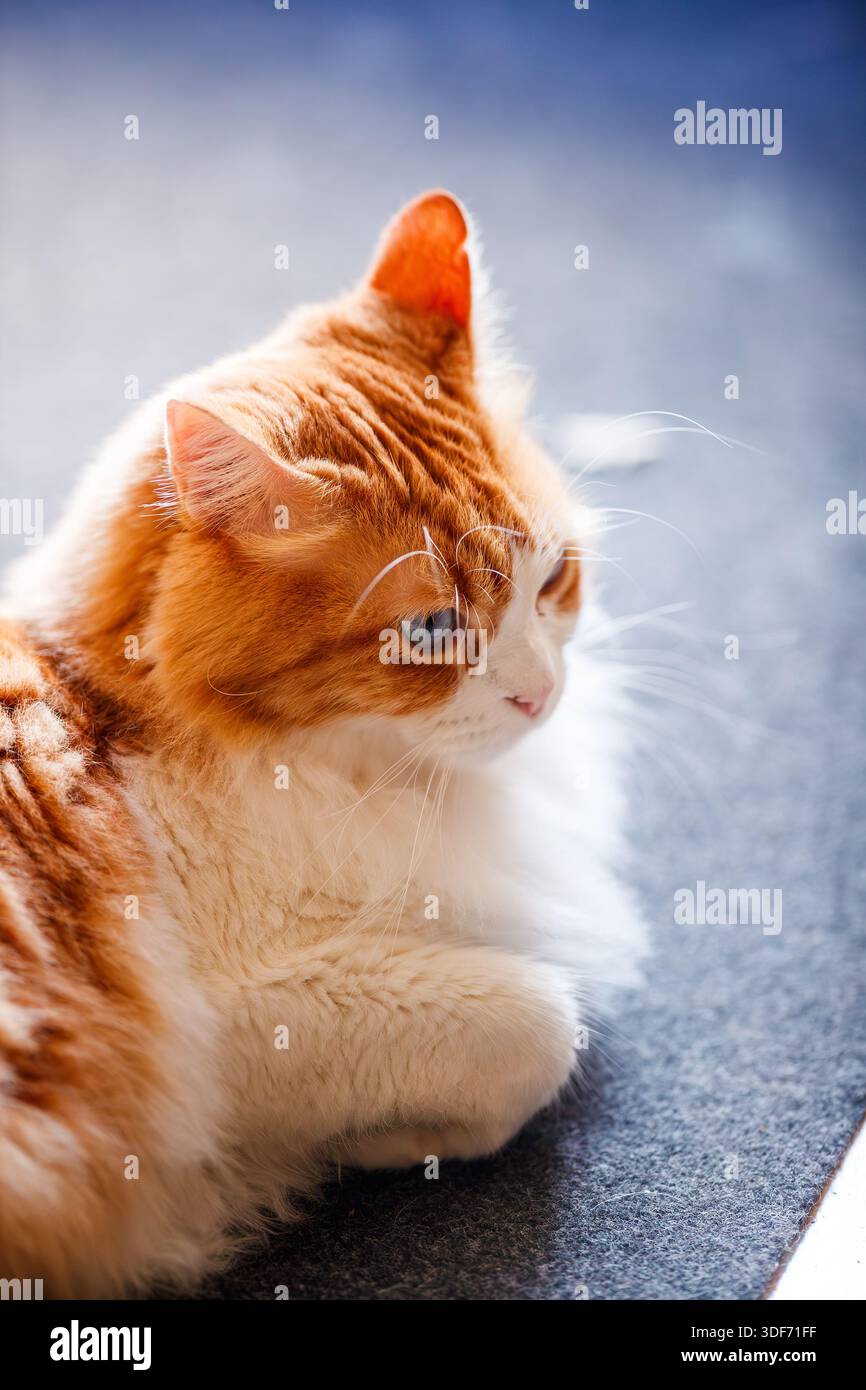 Uno shot verticale di Odin Newman sdraiato su una superficie testurizzata, che guarda lontano con un'espressione calma, mostrando il suo spesso cappotto arancione e bianco. Foto Stock