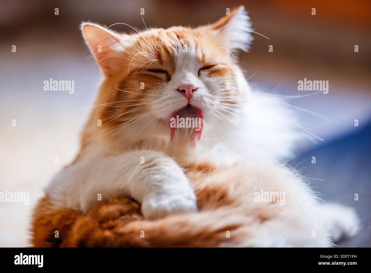 Odin Newman il gatto viene catturato a metà sposo, leccando la pelliccia del petto con la lingua rosa visibile, mostrando il suo morbido cappotto bianco. Foto Stock