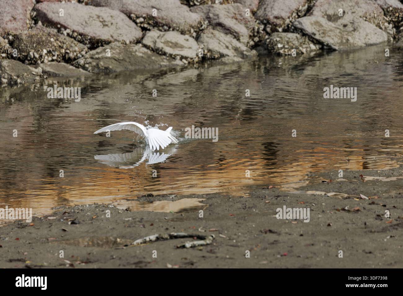 La testa di un'egretta innevata scompare sott'acqua mentre affonda improvvisamente nell'acqua. Con ali spalmate, gocce che volano mentre colpisce la sua preda. Foto Stock