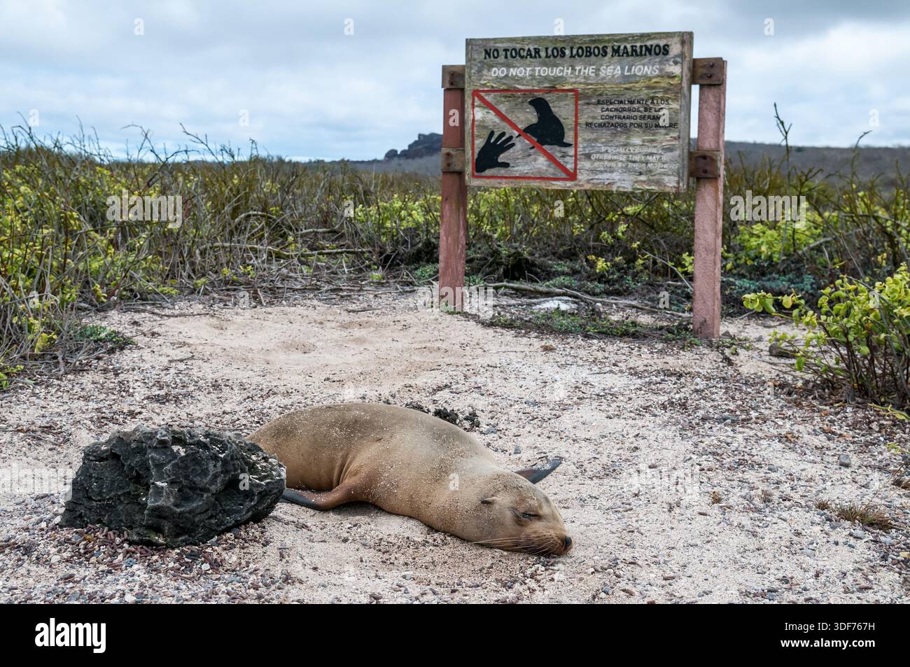 Nessun segno di contatto per i leoni marini con un leone marino sottostante, Zalophus wollebaeki, spiaggia di Loberia, isola di San Cristóbal, isole Galapagos, Ecuador Foto Stock