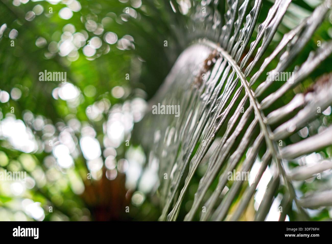 Primo piano con foglie di palma verde Foto Stock