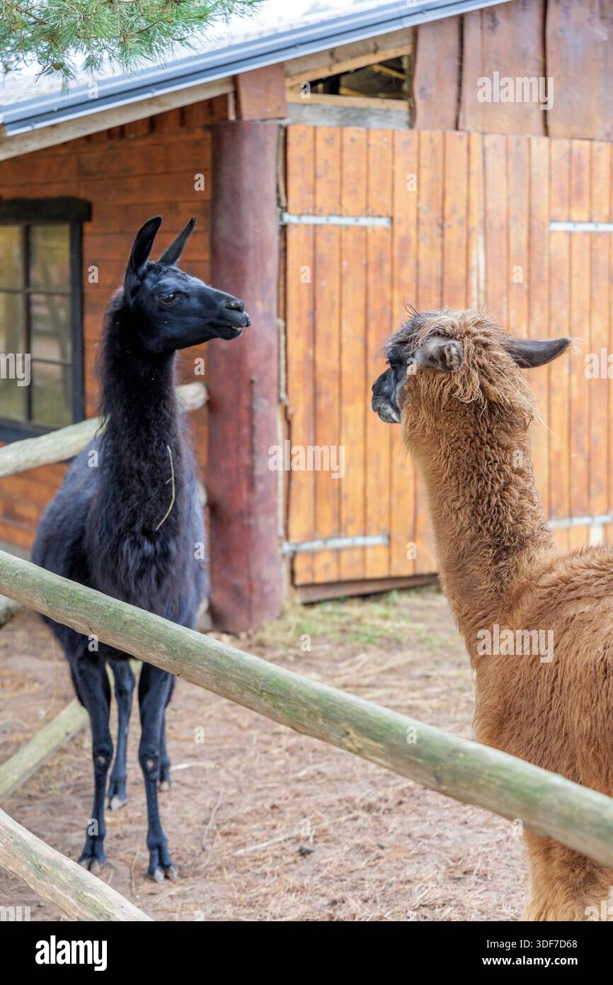 Un lama marrone e un lama nero si alzano e si guardano l'un l'altro in un cortile con un edificio in legno. Concetto di comportamento sociale degli animali e di allevamento Foto Stock