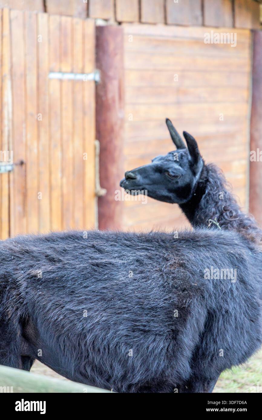 Vista laterale di un lama nero che mostra la sua esclusiva trama di lana riccia su uno sfondo di fienile in legno. Immagine di alta qualità per la cura di tessuti e animali Foto Stock