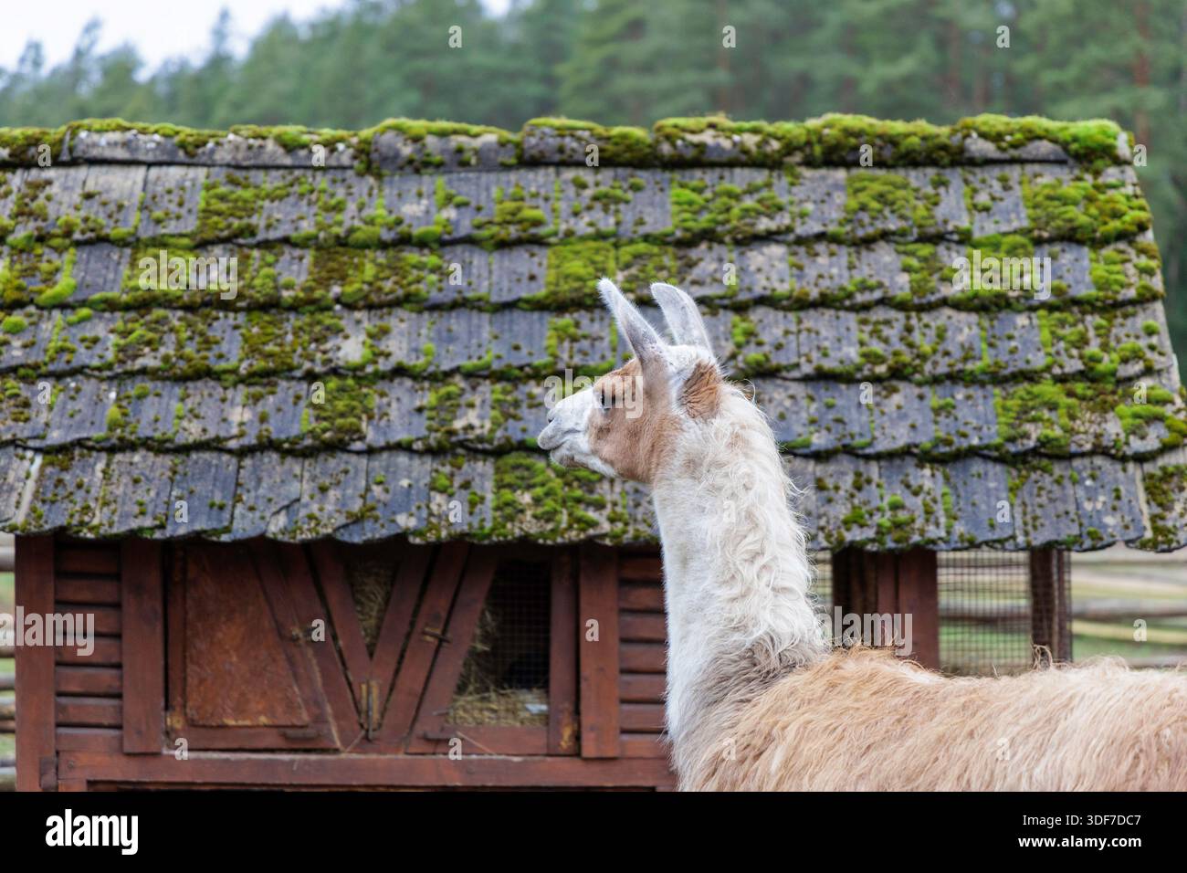 Un lama marrone chiaro e bianco si erge di profilo contro un rustico edificio in legno con un tetto coperto di muschio in una fattoria rurale o zoo di animali domestici durante il giorno Foto Stock
