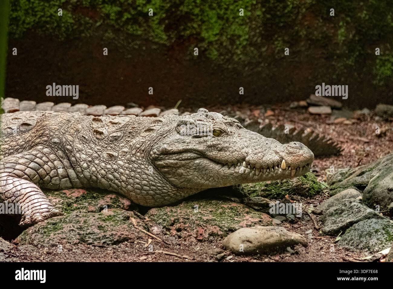Predatore del fiume Nilo. Primo piano del grande coccodrillo del Nilo nel santuario. Gli alligatori hanno colpito alla testa nello zoo Foto Stock