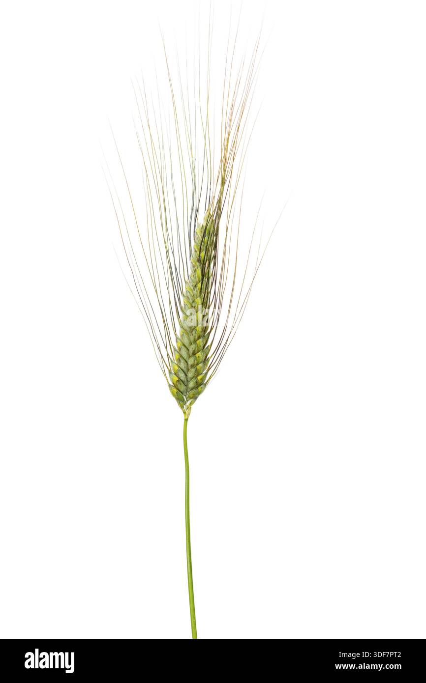 Farro invernale (Triticum dicoccon Schrank), cereali, rilasciato, Dinklage, bassa Sassonia, Germania Foto Stock