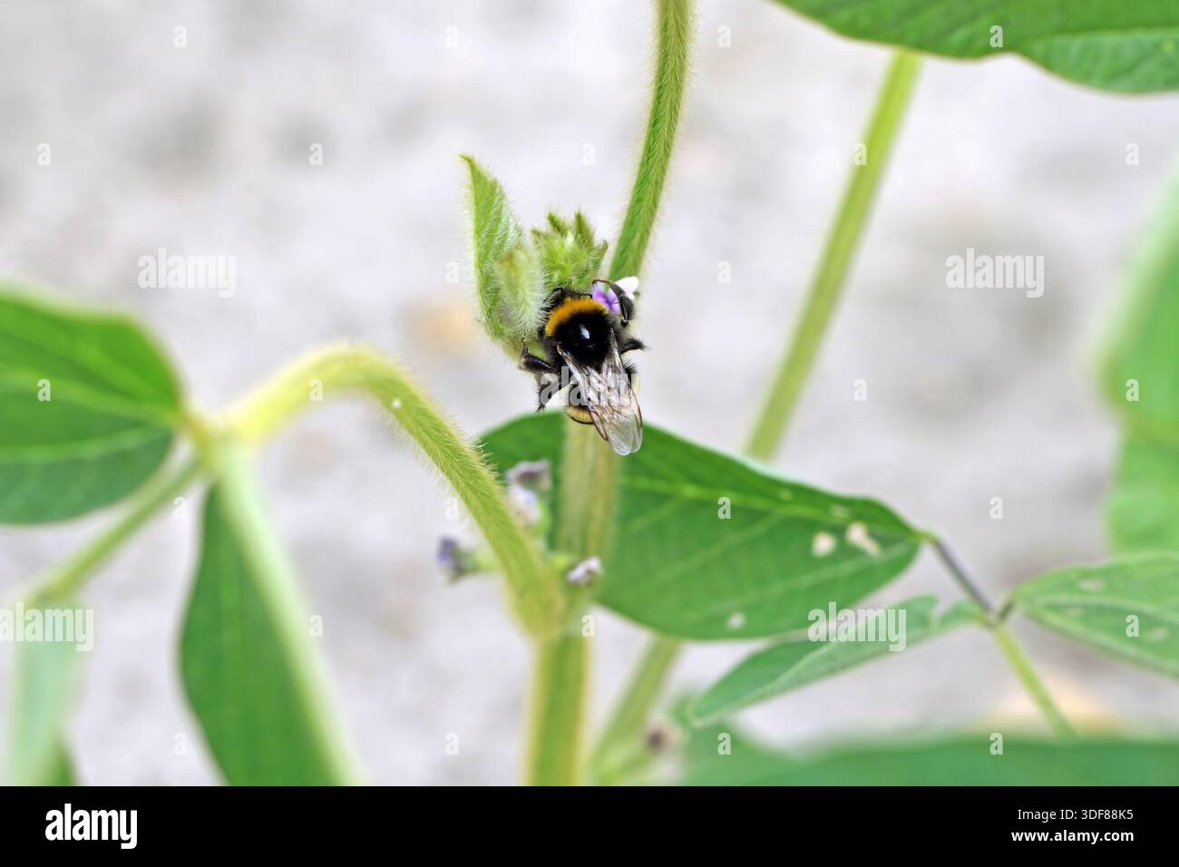 Un bumblebee che impollina soia in fiore in un campo. Foto Stock