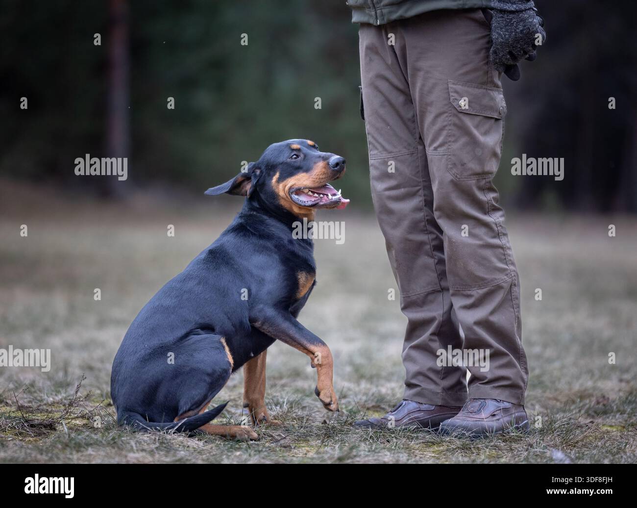 Il cane da caccia lituano è seduto. Il proprietario si trova nelle vicinanze Foto Stock