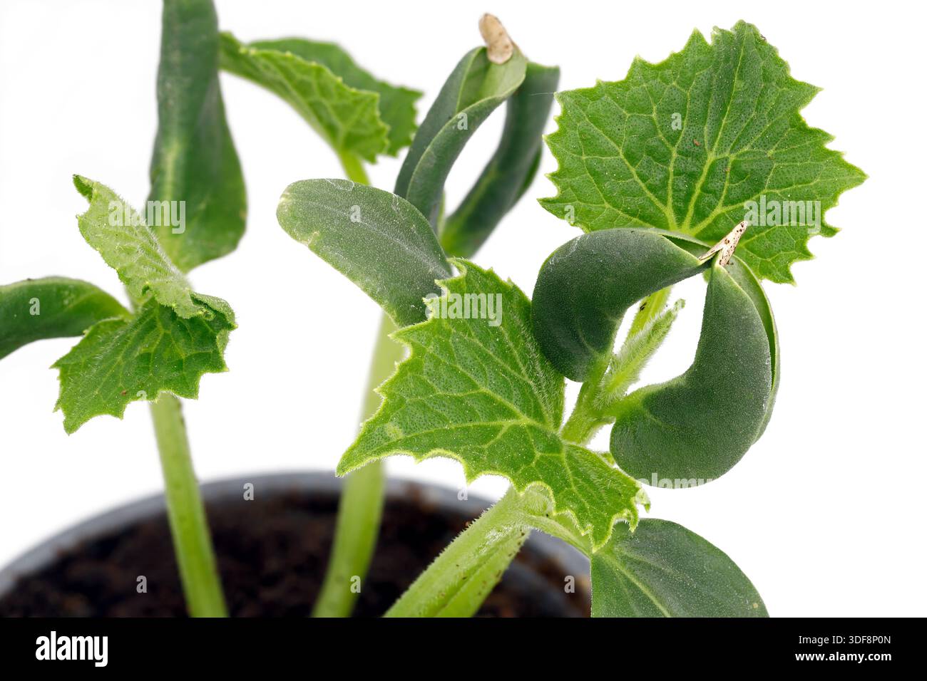 Piantine di cetrioli in pentola di plastica su sfondo bianco, primo piano di giovani piante di cetriolo, concetto di coltivazione di verdure a casa Foto Stock