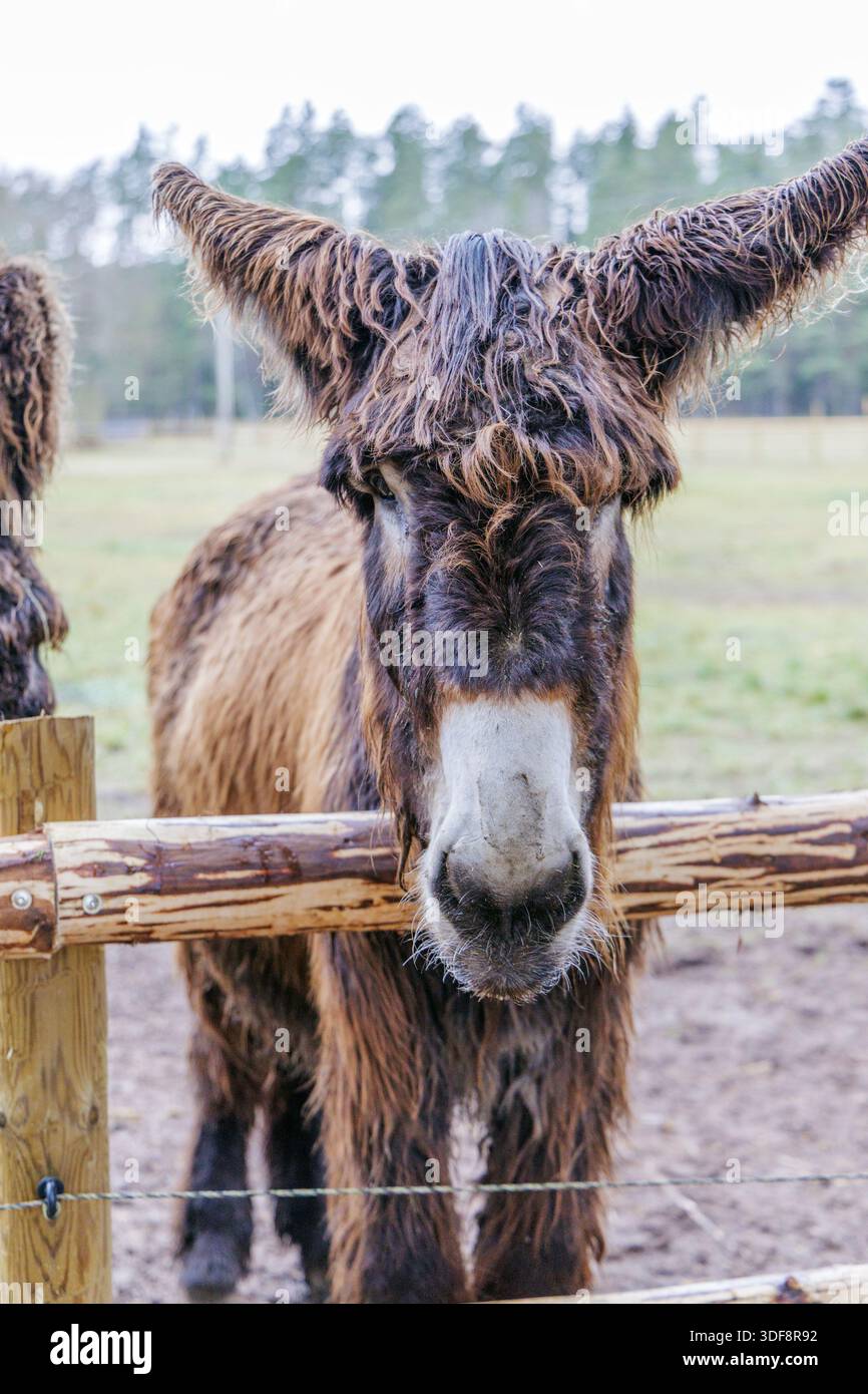 Un solo asino Poitou dai capelli lunghi che guarda la telecamera da dietro una recinzione in una fattoria. Ideale per il benessere degli animali e per temi di vita rurale. Foto Stock