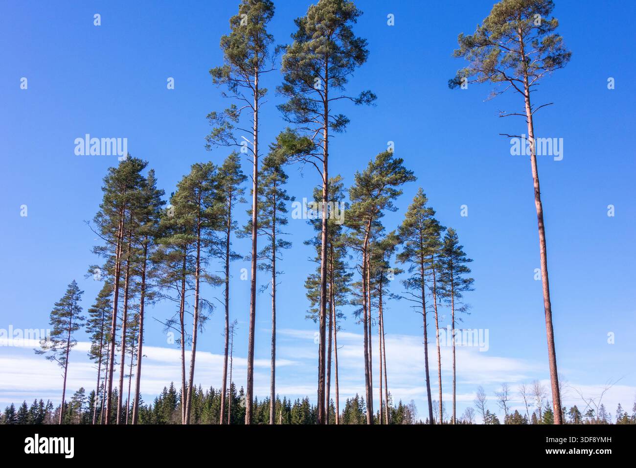 Pini lasciati come alberi di seme Foto Stock