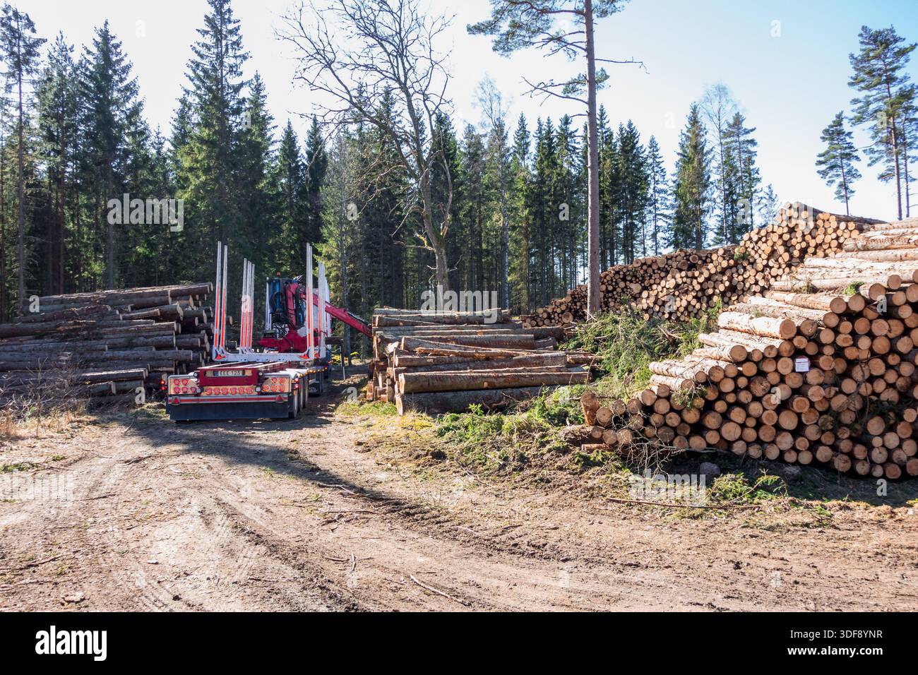Il legname si accumula con un camion nella foresta Foto Stock