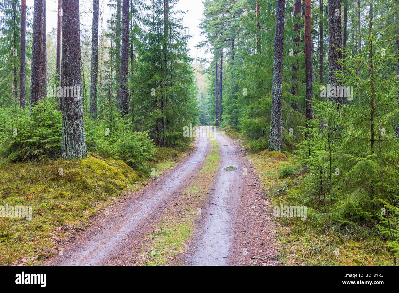 Strada sterrata in un bosco di conifere Foto Stock