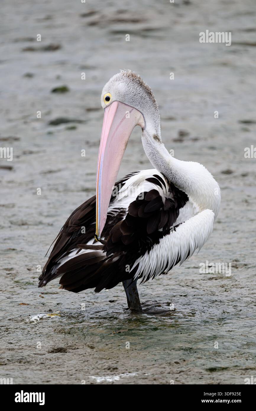 Un pellicano australiano (Pelecanus conspicillatus) sulle distese di fango con la bassa marea presso l'Esplanade Boardwalk a Cairns, Queensland, Australia. Foto Stock